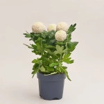 Зображення товару Хризантема Еббі мікс, артикул: 38549