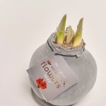 Зображення товару Амариліс "Вельвет Тач" Сільвер, артикул: 54183