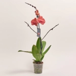 Зображення товару Фаленопсис 1ст. мікс, артикул: 49935