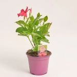 Зображення товару Мандевілла Ріо Корал Пінк, артикул: 56552