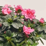 Зображення товару Азалія мікс в кер., артикул: 25146