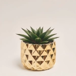 Зображення товару Сукулент мікс, артикул: 41177