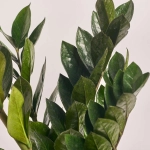 Зображення товару Заміокулькас Супер Нова 7ст., артикул: 55403