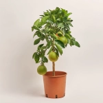 Зображення товару Цитрофортунелла Сіненсіс апельсин, артикул: 42735