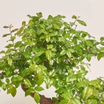 Зображення товару Бонсай в кер., артикул: 52984