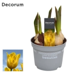 Зображення товару Тюльпан Твітті, артикул: 55449