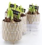 Зображення товару Нарцис Тет-а-тет в кер., артикул: 55890