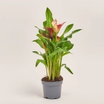 Зображення товару Зантедескія мікс, артикул: 21221