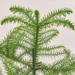 Зображення товару Араукарія Гетерофіла, артикул: 54170