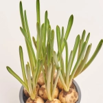 Зображення товару Мускарі Арменікум, артикул: 56224