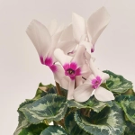 Зображення товару Цикламен XL мікс, артикул: 53327