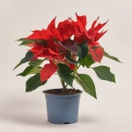 Зображення товару Пуансетія Крісмас Юніверс, артикул: 54365