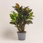 Зображення товару Кротон Місіс Айстон, артикул: 53069