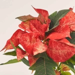 Зображення товару Пуансетія Айс Принцес, артикул: 53689