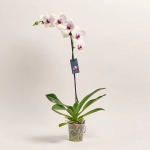 Зображення товару Фаленопсис 1ст. мікс, артикул: 18850