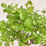 Зображення товару Бонсай в кер., артикул: 25670