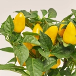 Зображення товару Капсікум Фаворит мікс, артикул: 9947