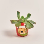 Зображення товару Сукулент мікс "Оленята" в кер., артикул: 53958