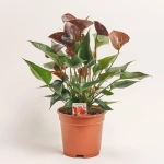 Зображення товару Антуріум Б'юті Блек, артикул: 50857