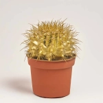 Зображення товару Ехінокактус Рейнбов новорічний мікс, артикул: 43412