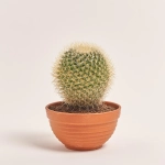 Зображення товару Кактус мікс, артикул: 56847