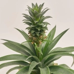 Зображення товару Ананас та Кашпо Новорічне Сет 518, артикул: 54699