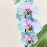 Зображення товару Фаленопсис фарб. каскад 1ст., артикул: 56337