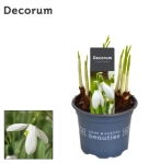 Зображення товару Галантус Майнт Еверест, артикул: 55448