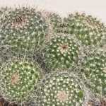 Зображення товару Кактус мікс, артикул: 33267