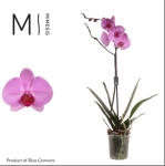 Зображення товару Фаленопсис "Орландо" 1ст., артикул: 55441
