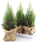 Зображення товару Ялина Магніфік у мішку, артикул: 53459