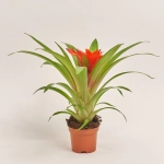 Зображення товару Гузманія Глоу, артикул: 55297