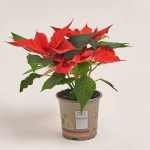 Зображення товару Пуансетія Крісмас Юніверс, артикул: 54726