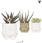 Зображення товару Сукулент мікс "Сова", артикул: 46244