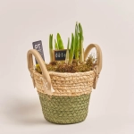 Зображення товару Нарцис Тет-а-Тет у плет. кашпо, артикул: 55239