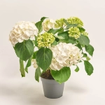 Зображення товару Гортензія біла 7ст., артикул: 56046