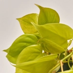 Зображення товару Філодендрон Скаденс Міканс, артикул: 54995