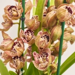 Зображення товару Цимбідіум мікс 3ст., артикул: 44645