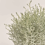 Зображення товару Леукофіта Брауні, артикул: 53202