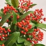 Зображення товару Скімія Японіка Пешн, артикул: 53512