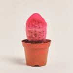 Зображення товару Кактус Рейнбов, артикул: 5912