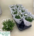 Зображення товару Кампанула біла, артикул: 56441