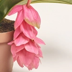 Зображення товару Медініла Кенді, артикул: 56453