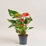 Зображення товару Антуріум Сексес Ред, артикул: 54151