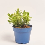 Зображення товару Хебе мікс, артикул: 56991