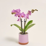 Зображення товару Фаленопсис міні в кер. 2ст., артикул: 1322