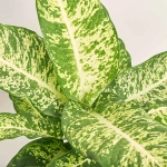 Зображення товару Дифенбахія Марс, артикул: 19400