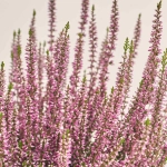 Зображення товару Калуна рожева, артикул: 29217