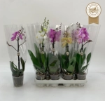 Зображення товару Фаленопсис міні 1ст. мікс, артикул: 55300