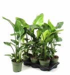 Зображення товару Стреліція Ніколай, артикул: 56727